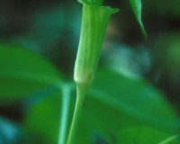 arisaema triphyllum 3r.jpg